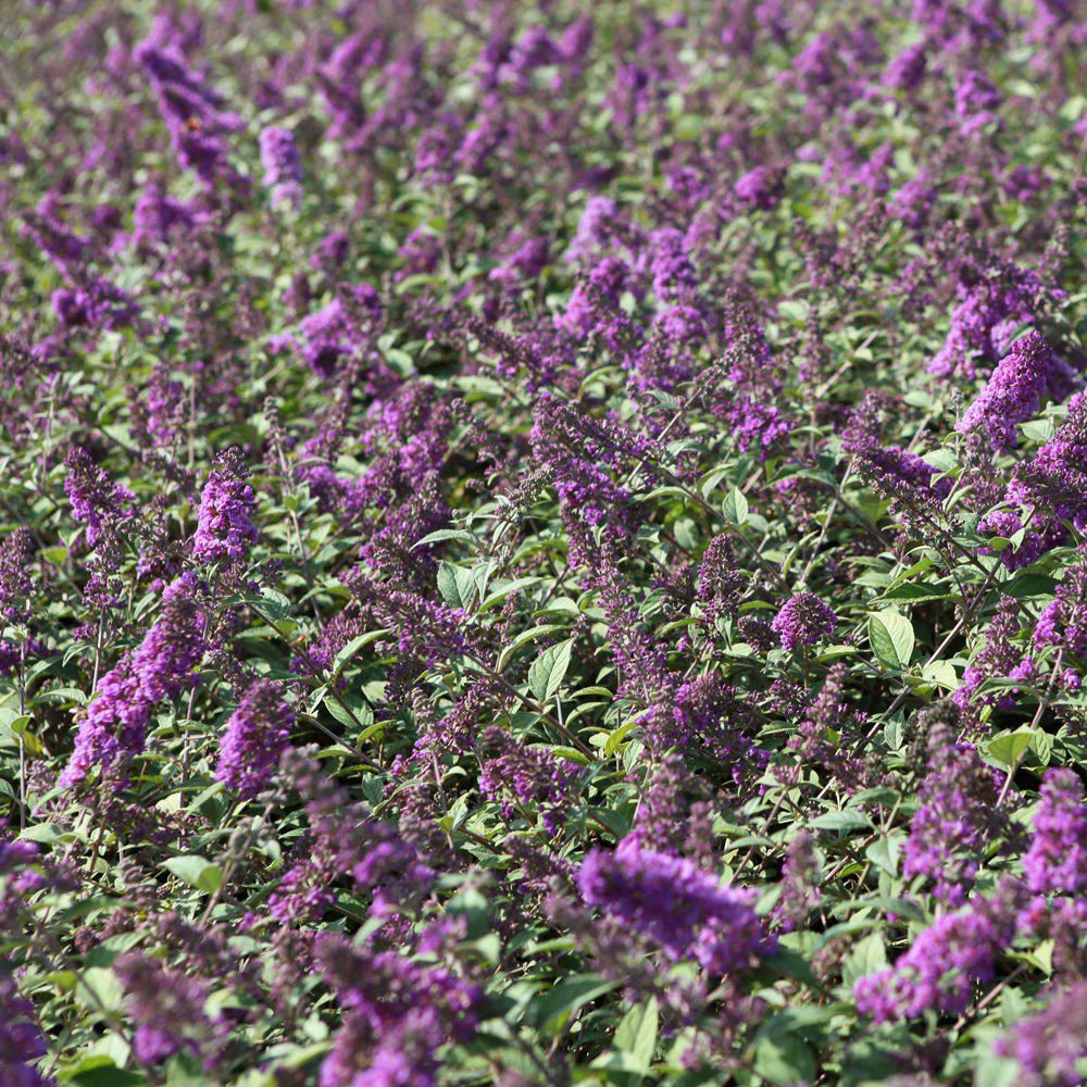 Thompson and Morgan Buddleja Blue Chip Plant Pot 3L 2 Pack Image 3