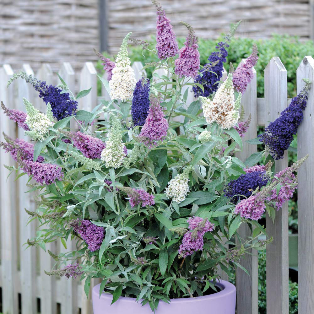 Thompson & Morgan Buddleja Davidii Triple 3 in 1 Plant Pot 12cm Image 3