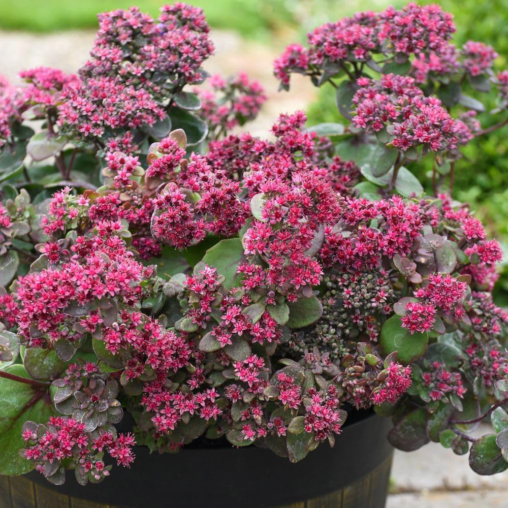 Thompson and Morgan Sedum Busy Nights Seed Packet Image 2