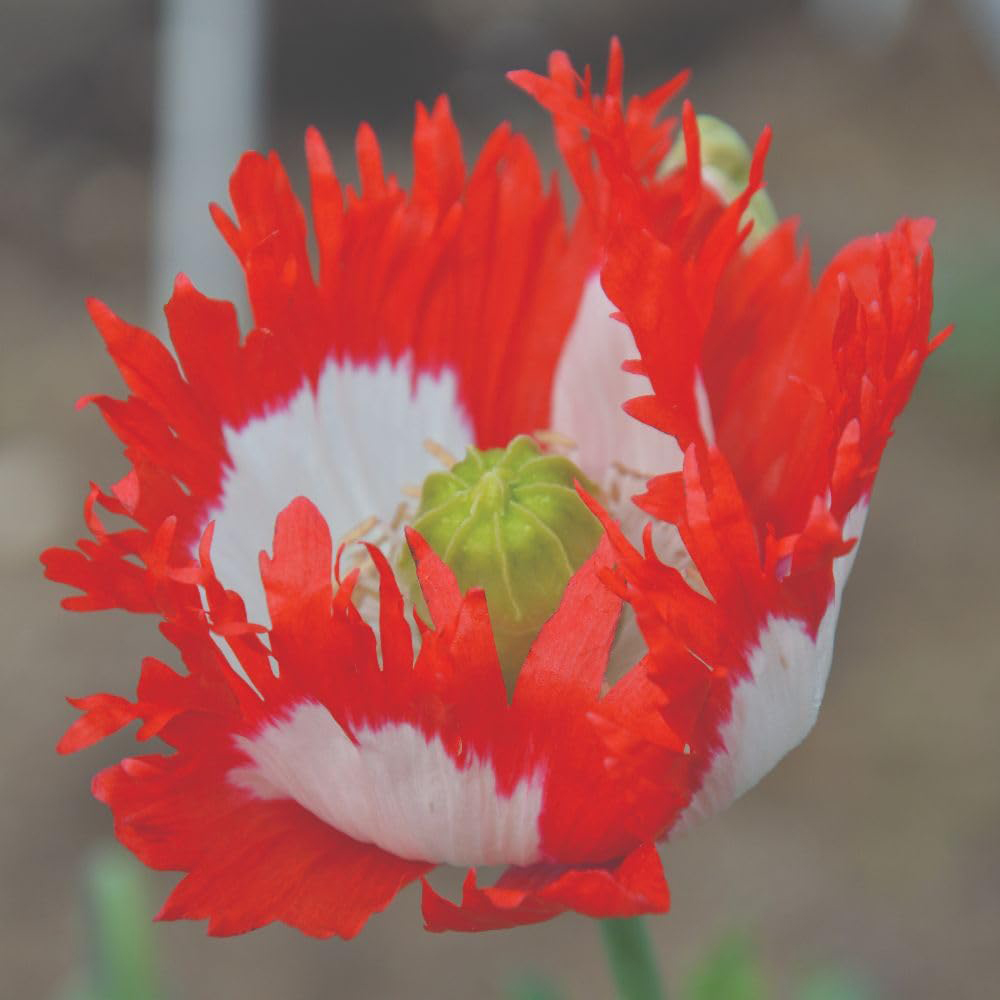 Thompson and Morgan Poppy Papaver Danish Flag Seed Packet Image 2