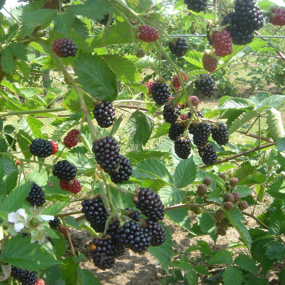 Thompson and Morgan Blackberry Loch Ness Plant Pot 2L 2 Pack Image 2
