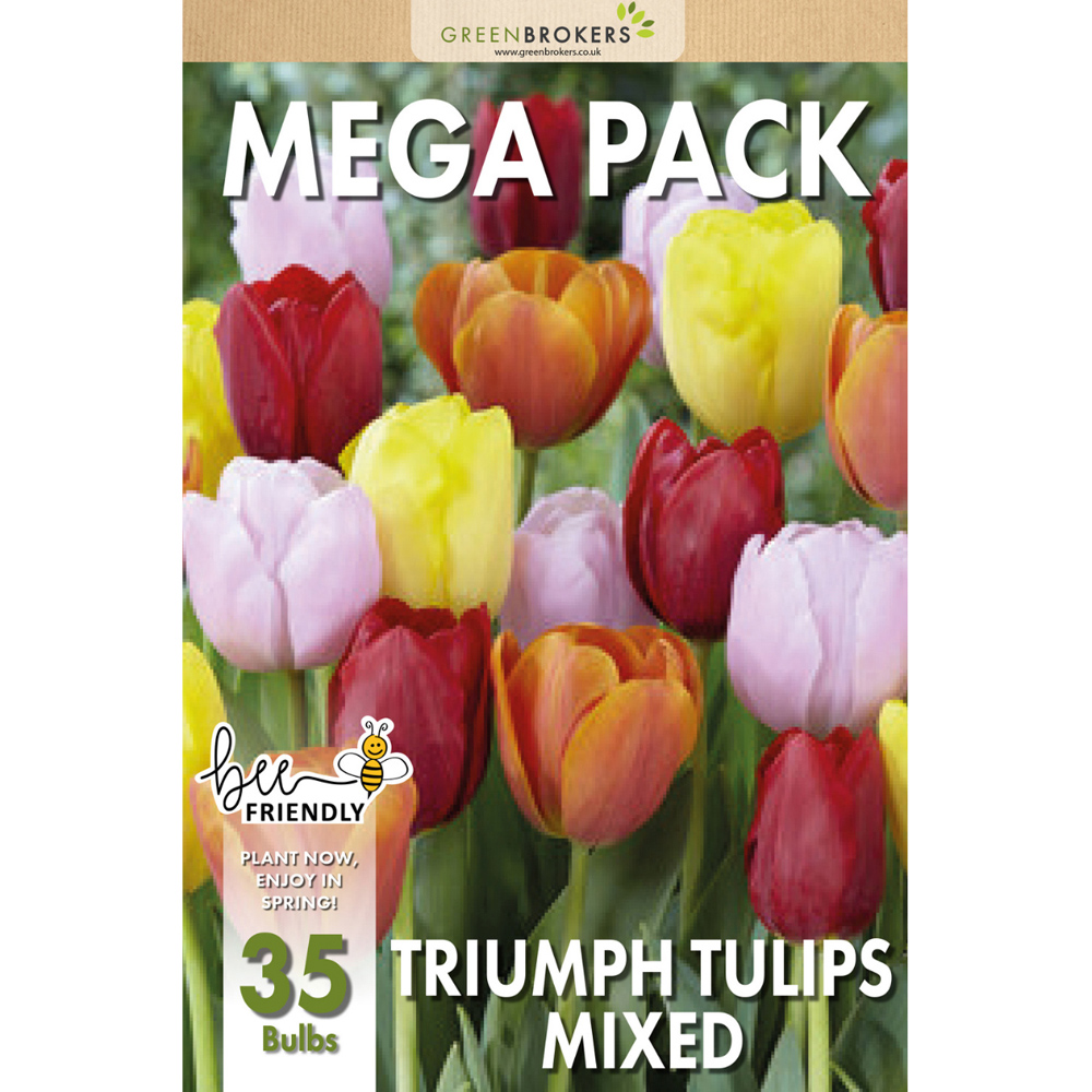 GreenBrokers Dutch Tulip Mixed Planting Bulb 35 Pack Image 2