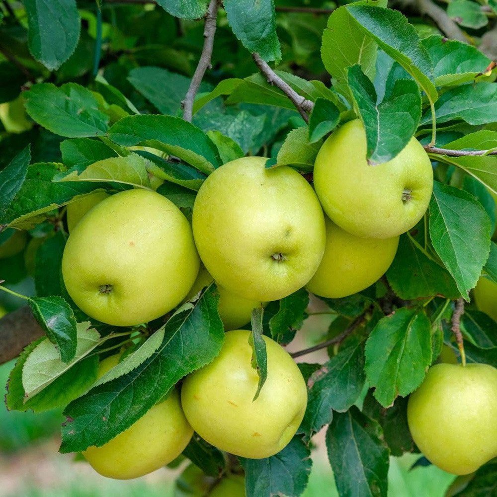 Thompson and Morgan Apple Malus Golden Delicious MM106 Plant Pot 12L Image 3