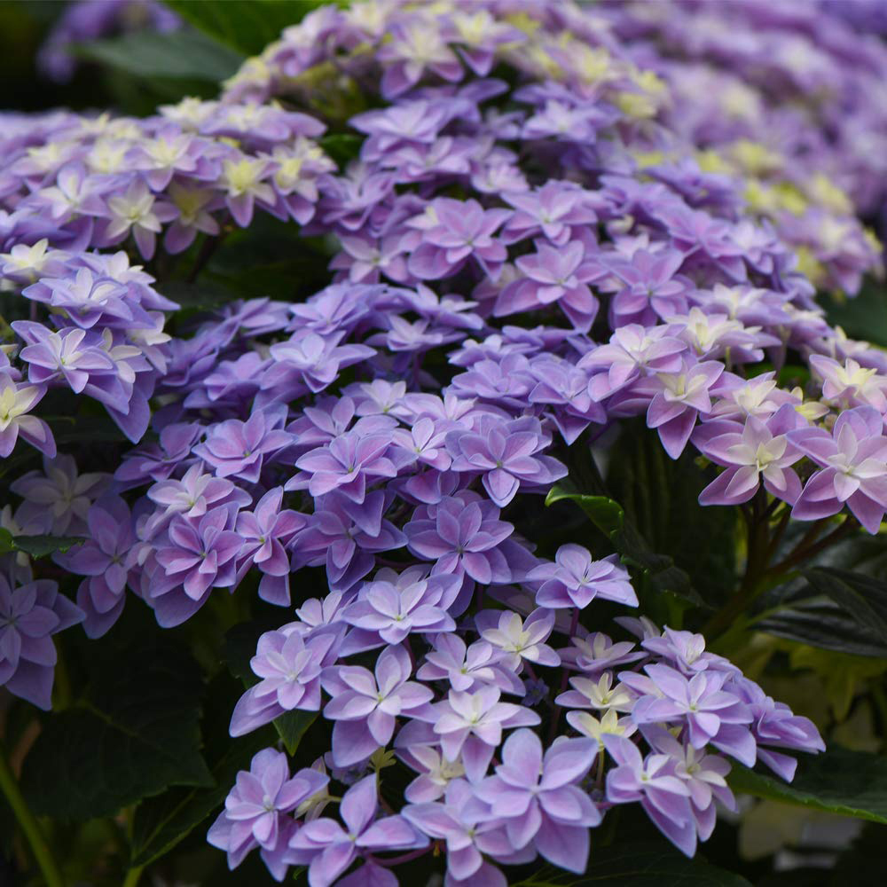 Thompson and Morgan Hydrangea Double Dutch Alkmaar Potted Plant 14cm Image 2