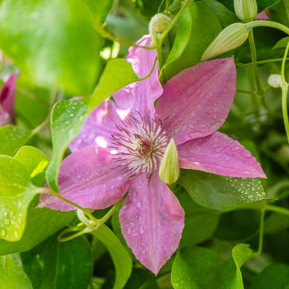 Thompson and Morgan Clematis Pink Fantasy Plant Pot 7cm Image 2