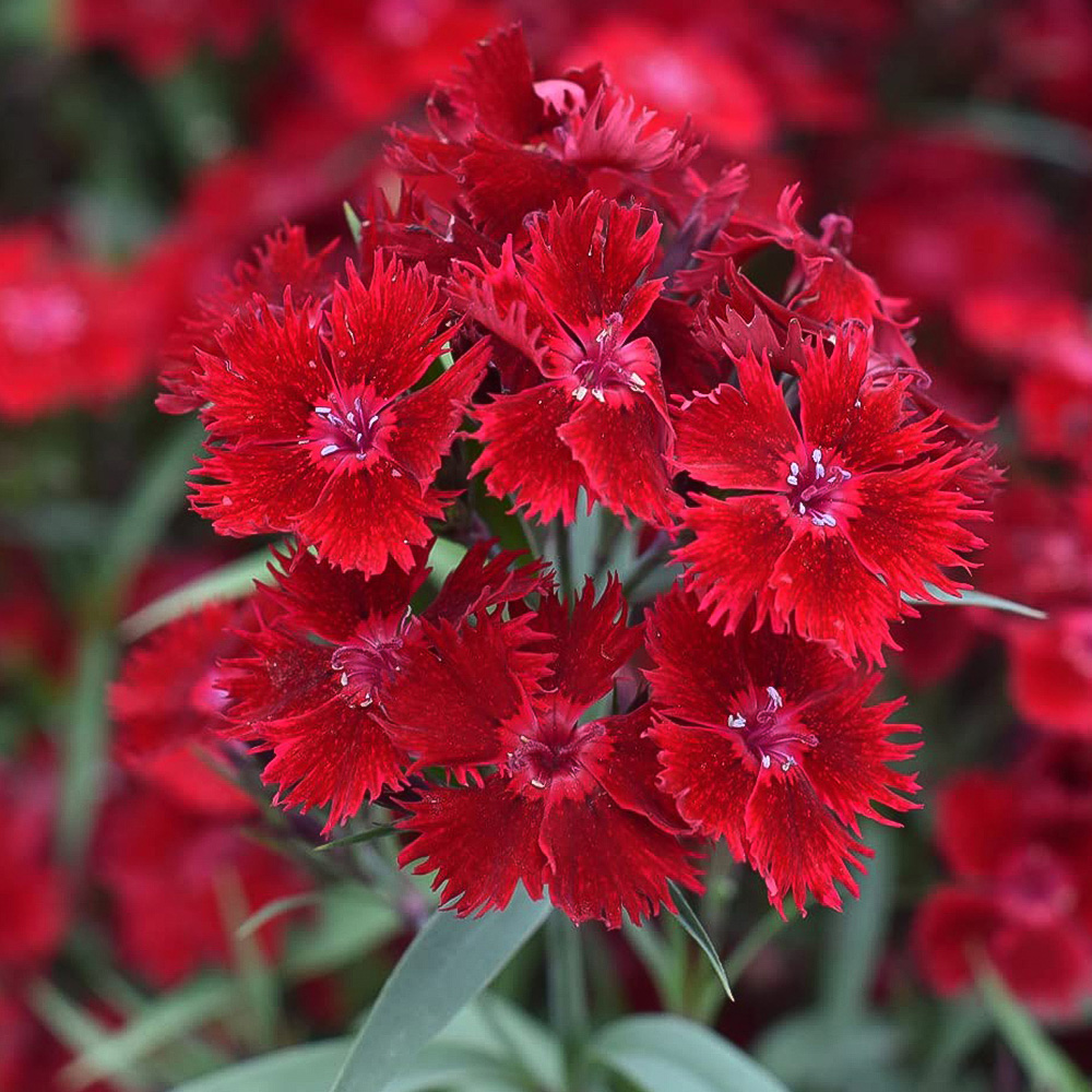 Thompson and Morgan Dianthus Pinks Rocking Red Plant Plug 24 Pack Image 3