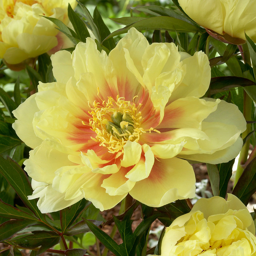 YouGarden Peony Hawaii Bare Root Collection 3 Pack Image 3