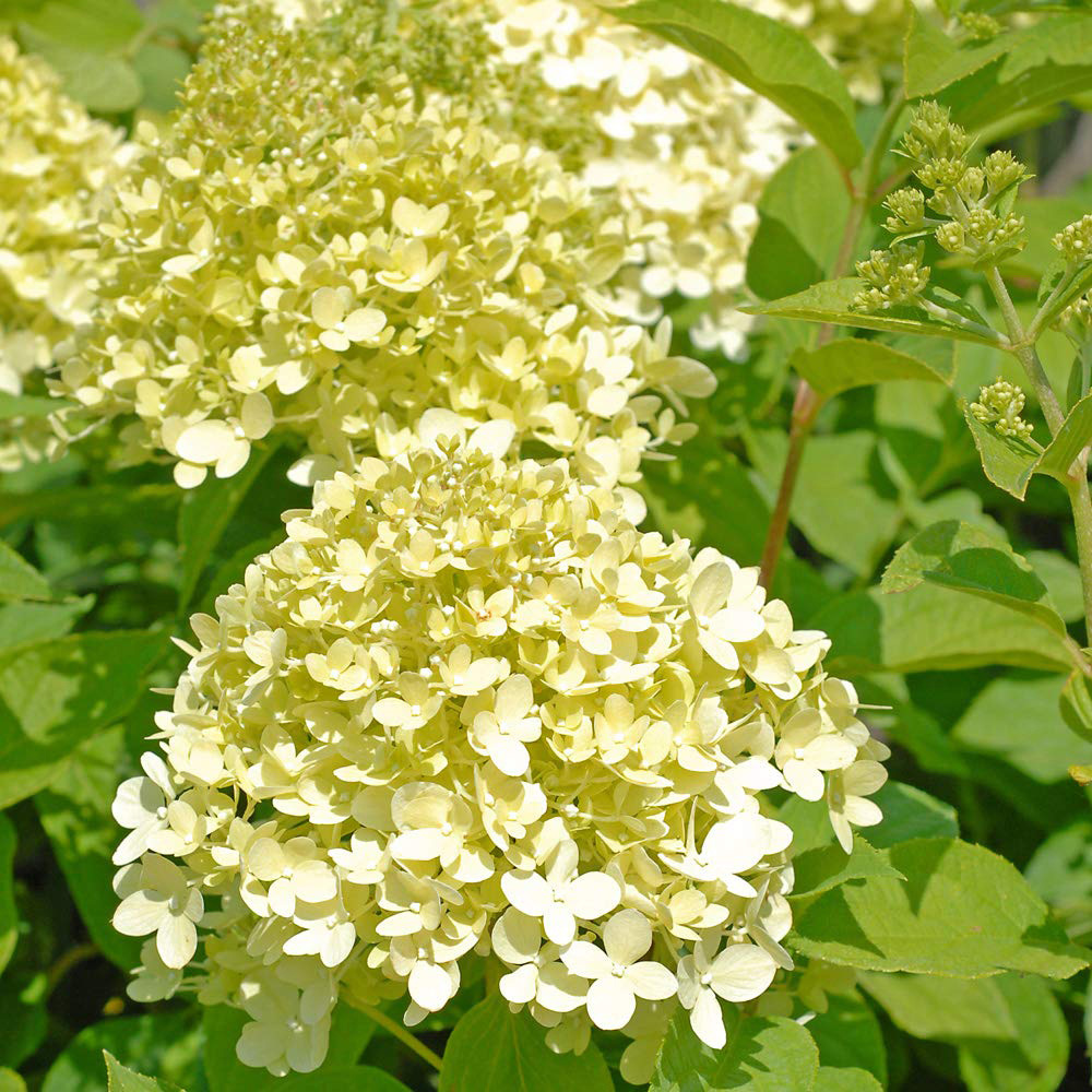 Thompson and Morgan Hydrangea Limelight Potted Plant 9cm Image 6