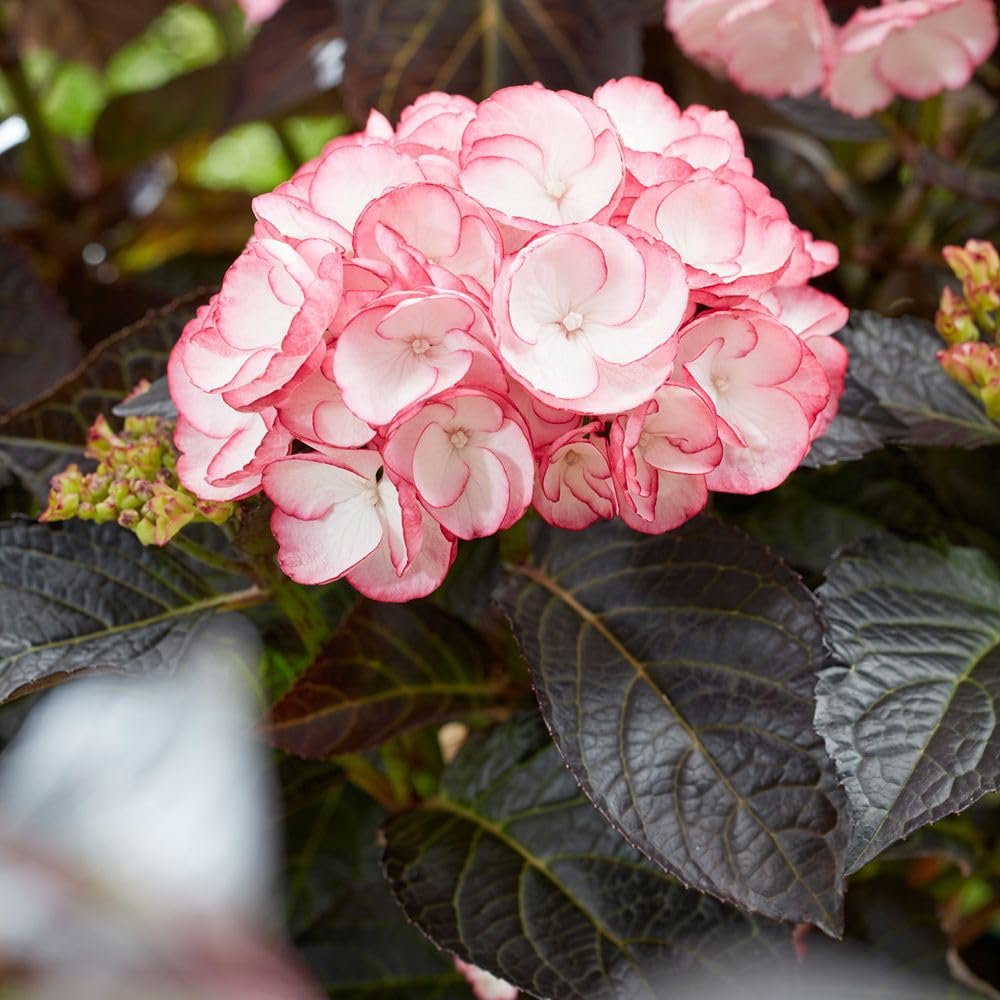 Thompson and Morgan Hydrangea Macrophylla Midnight Pearl Plant Pot 2L 2 Pack Image 2