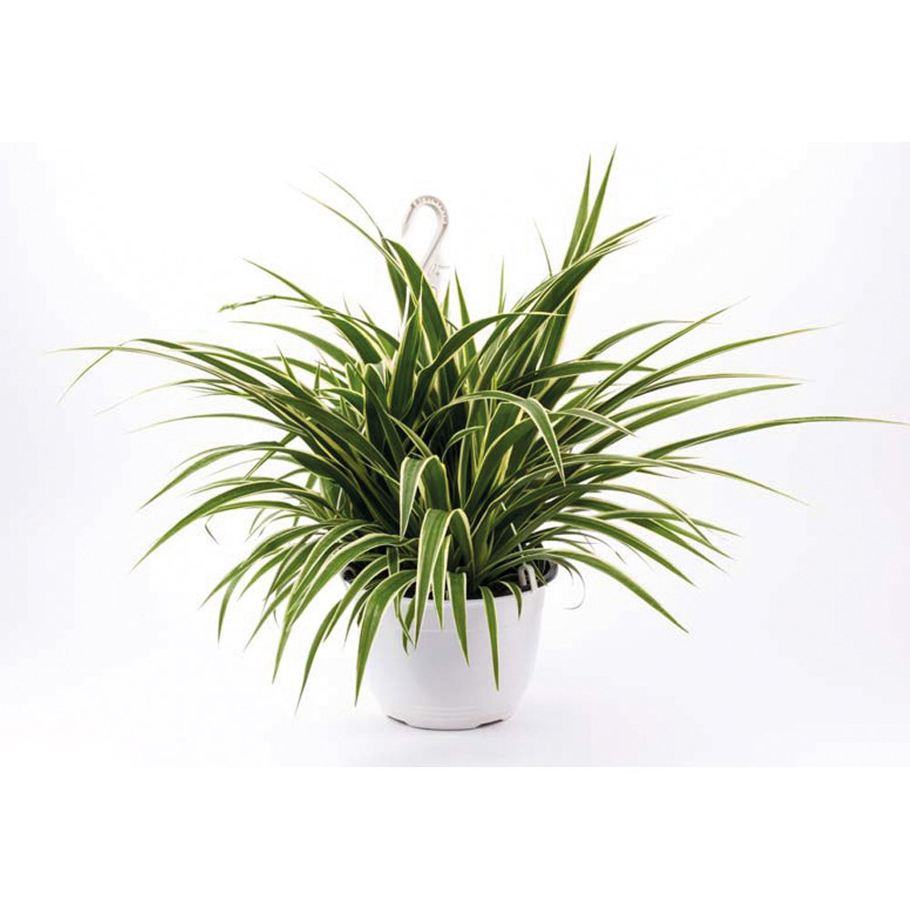Thompson and Morgan Chlorophytum Spider Plant Comosum Variegatum Potted Plant 12cm Image 2