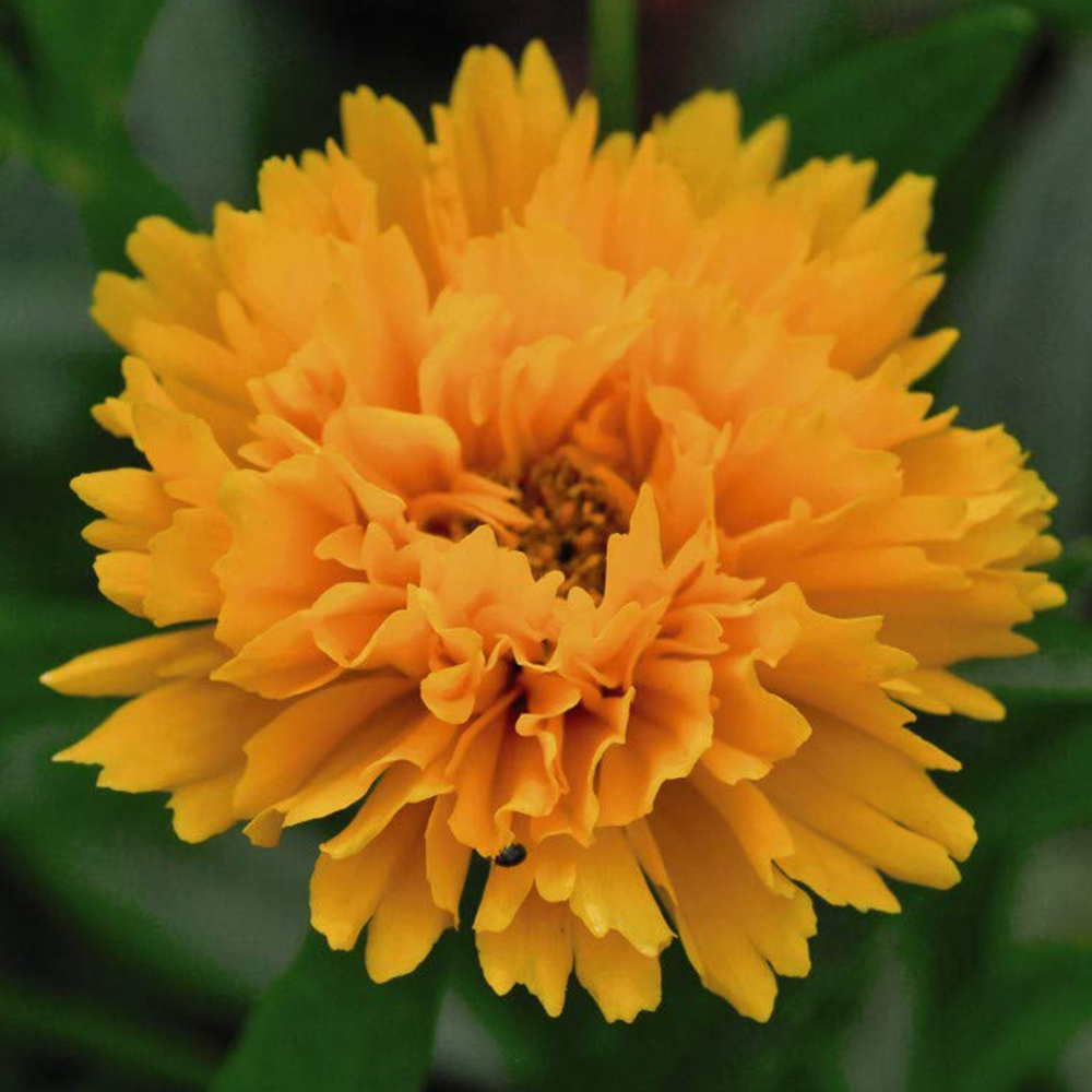 Thompson and Morgan Coreopsis Golden Joy Plug 6 Pack Image 1