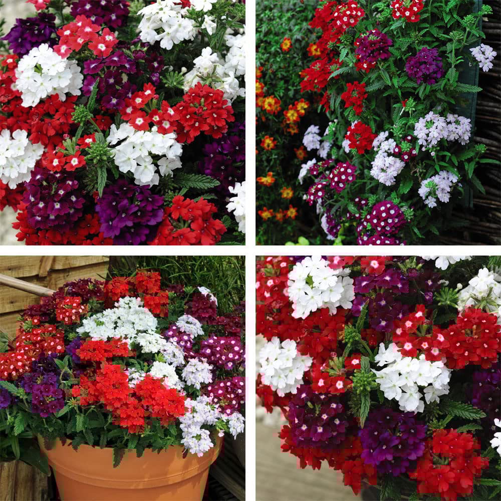Thompson and Morgan Verbena Quartz Garden Ready Plant 15 Pack Image 4
