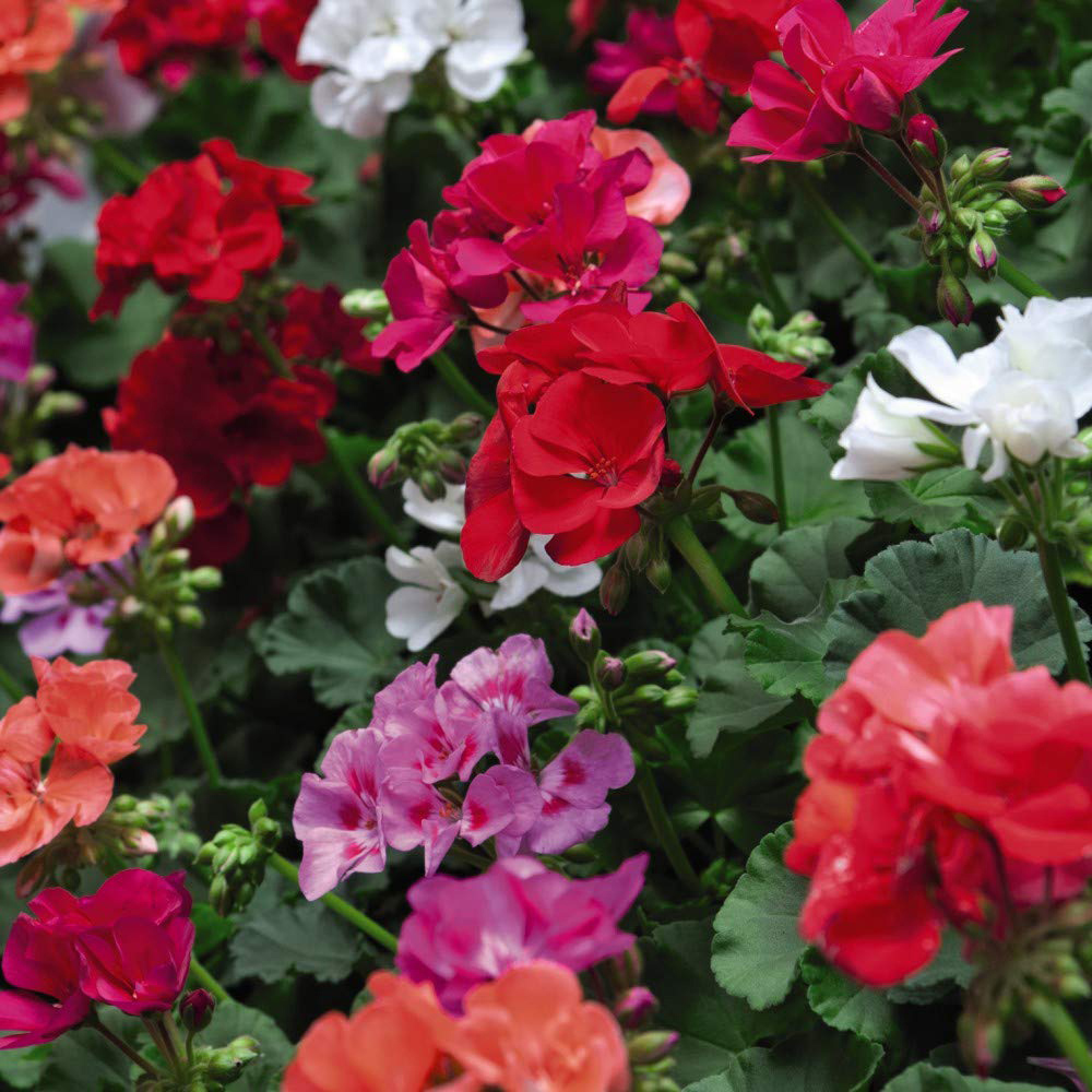 Thompson and Morgan Geranium Zonal JackPot Mixed Plant Plug 24 Pack Image 1