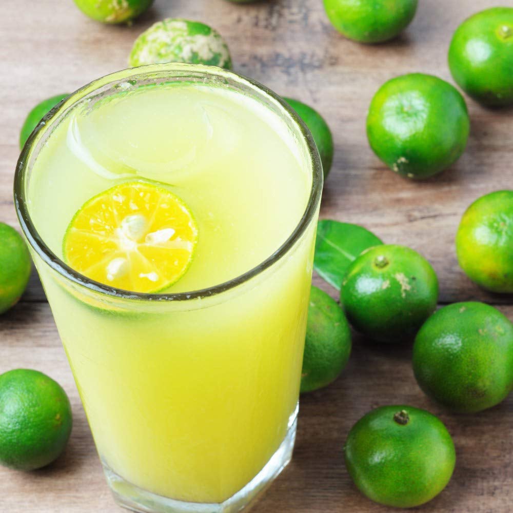 Thompson & Morgan Citrus Lime Tree Potted Plant Image 5