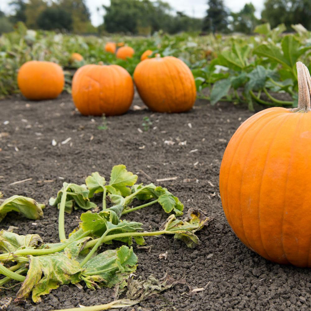 Thompson and Morgan Pumpkin Racer F1 Hybrid Seed Packet Image 2