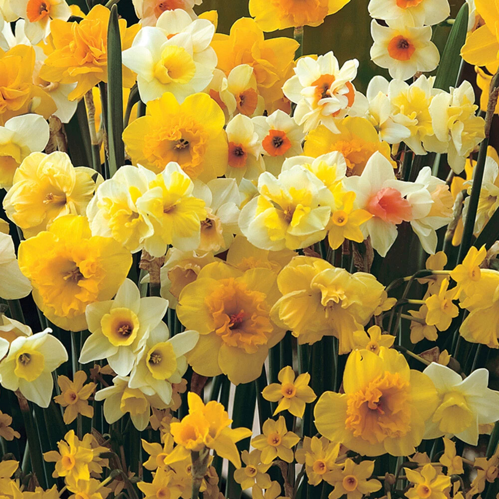 Thompson and Morgan Daffodil Sweet Aroma Mixed Spring Planting Bulb 32 Pack Image 2