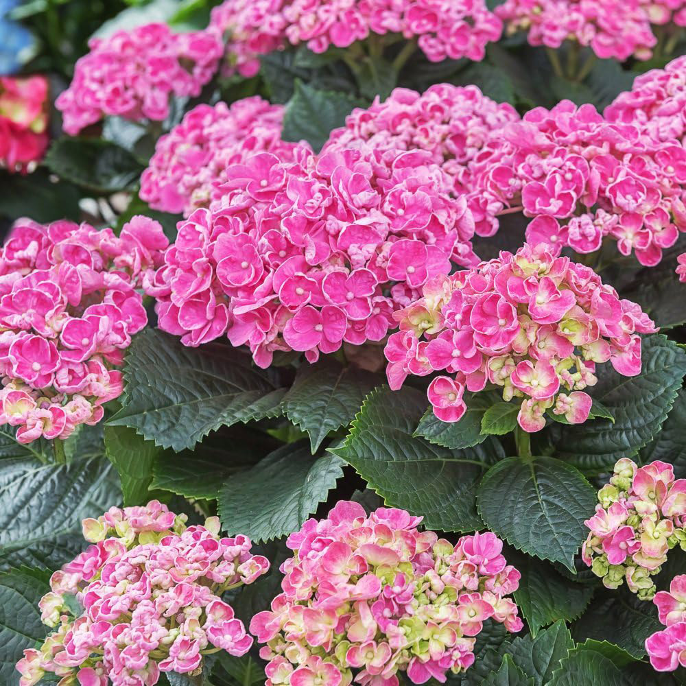 Thompson and Morgan Hydrangea Early Pink Potted Plant 10.5cm Image 2