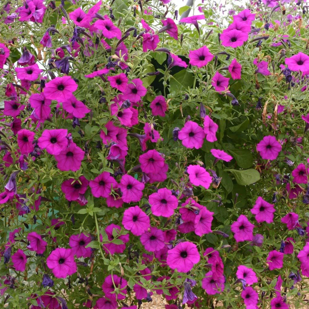 Thompson and Morgan Petunia Tickled Pink Postiplugs 10 Pack with Black and Gold Tower Plant Pot Image 2