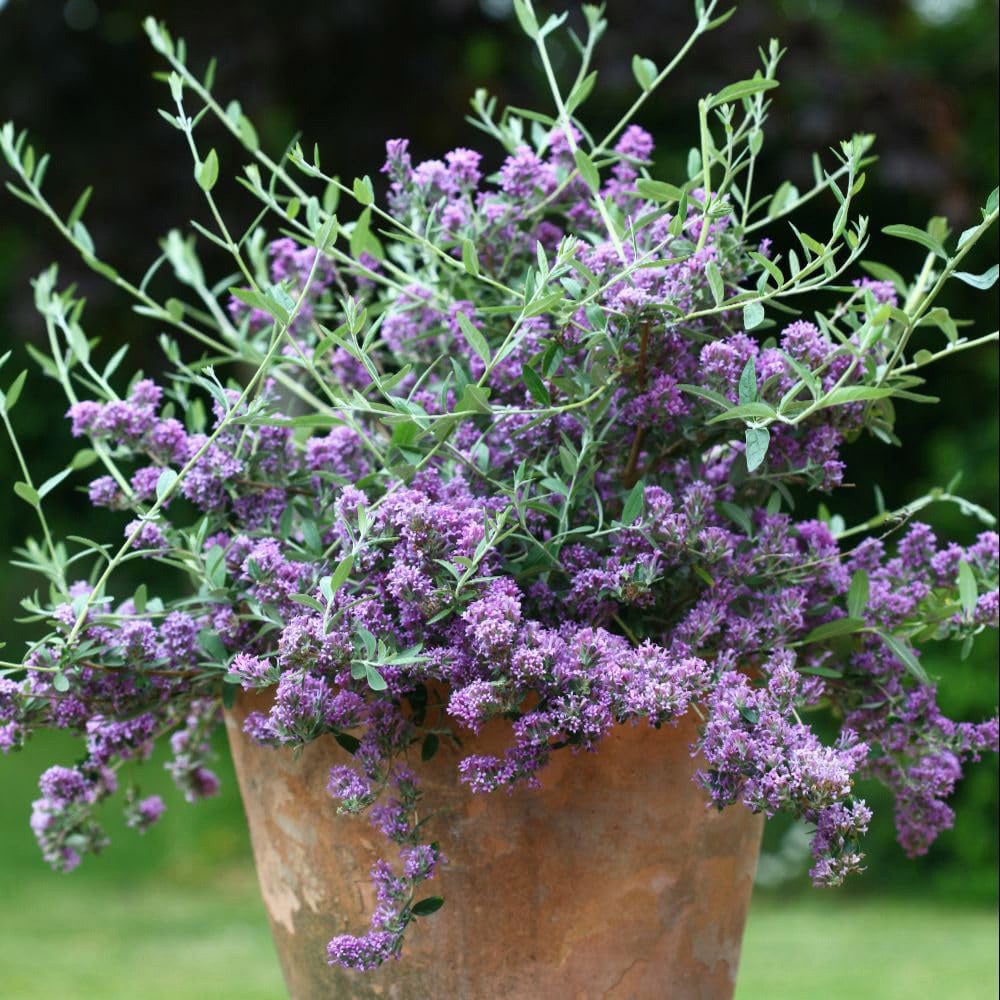 Thompson and Morgan Buddleja Alternifolia Plant Pot 9cm 3 Pack Image 2
