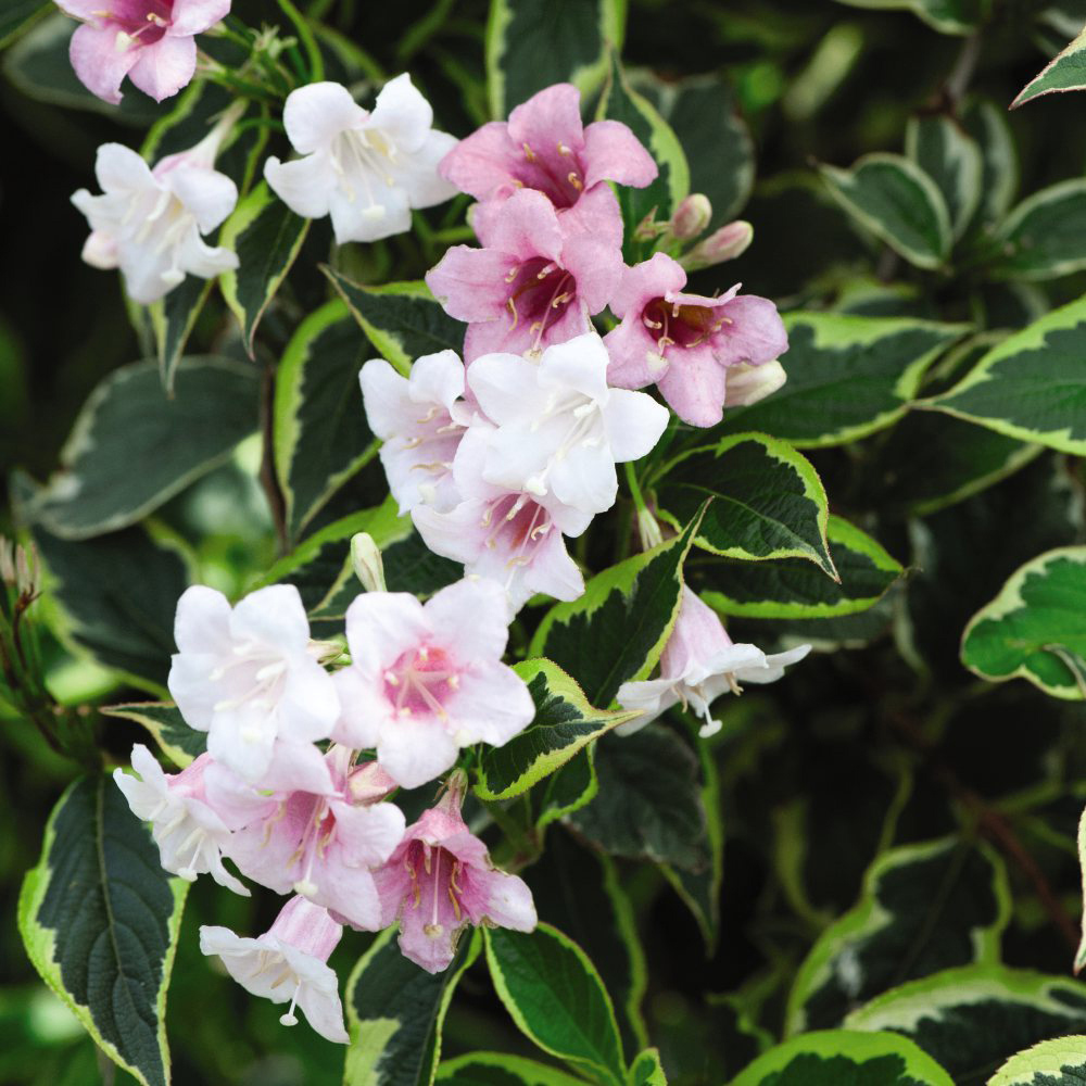 Thompson and Morgan Weigela Florida Variegata Potted Plant 9cm Image 4