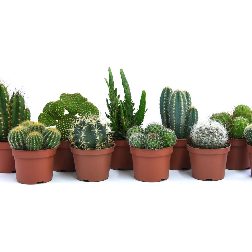 Thompson and Morgan Cactus Mixed Potted Plant 0.5cm Image 2