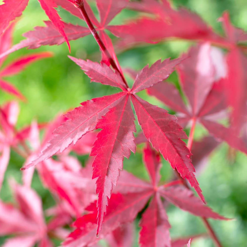 YouGarden Acer Palmatum Atropurpureum Plant Pot 10.5cm Image 2