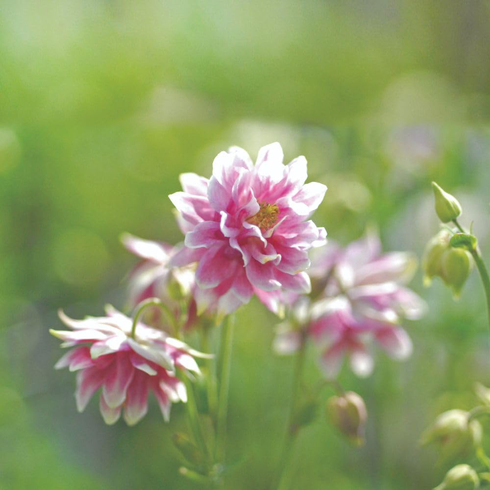 Thompson and Morgan Aquilegia Nora Barlow Seed Packet Image 2