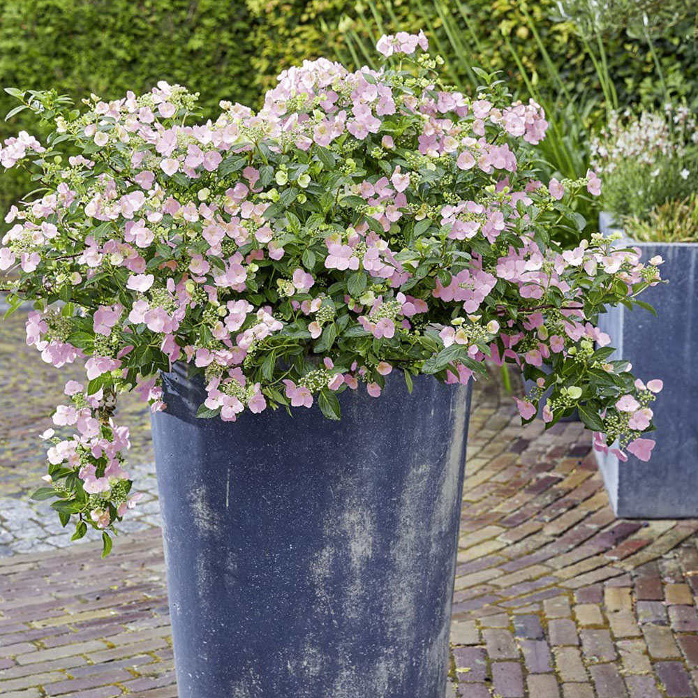 Thompson and Morgan Hydrangea French Bolero Plant Pot 13cm 2 Pack Image 6