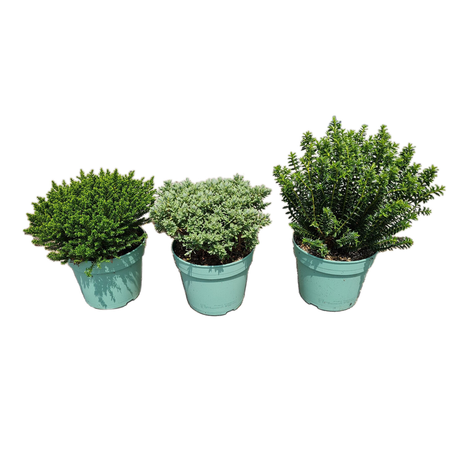 Hebe Collection - Multicolour Image