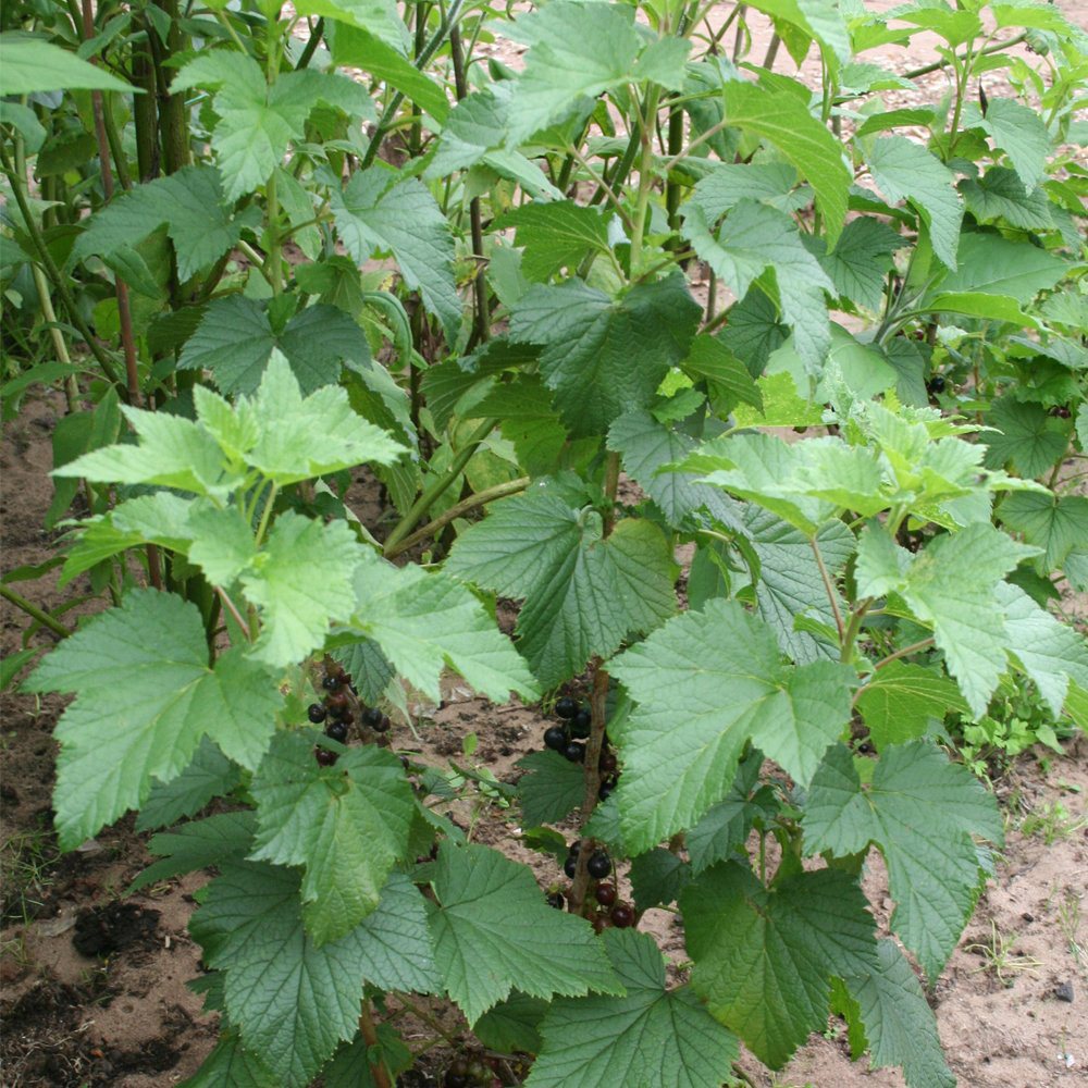 Thompson and Morgan Blackcurrant Ribes Ben Connan Plant Pot 3L Image 5