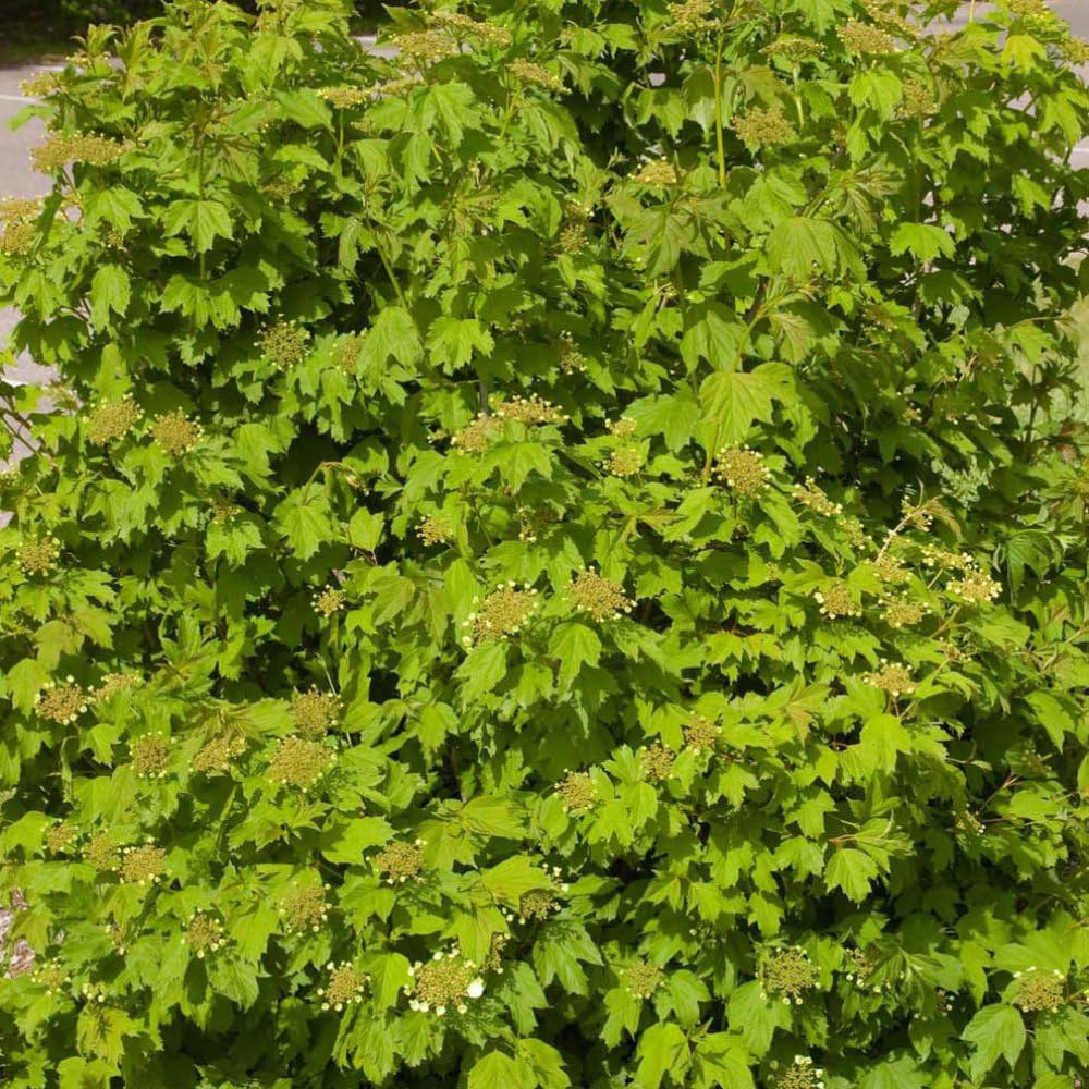 Thompson and Morgan Viburnum Trilobum Wentworth Plant in Pot 12L Image 2