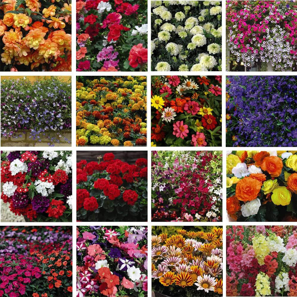Thompson and Morgan Nurserymans Summer Favourites Garden Ready Plant 120 Pack Image 1