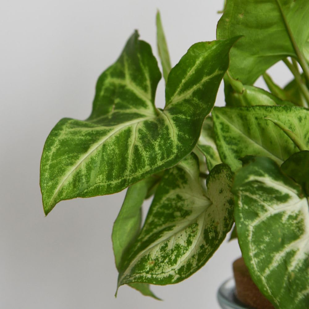 Thompson and Morgan Syngonium Arrow Plant in Glass Vase with Light Up Base Image 2