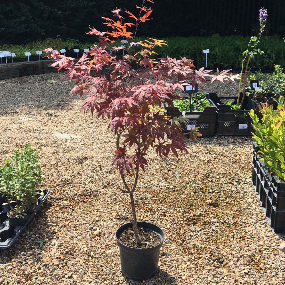 Thompson and Morgan Acer Palmatum Atropurpureum Plant Pot 3L 2 Pack Image 5