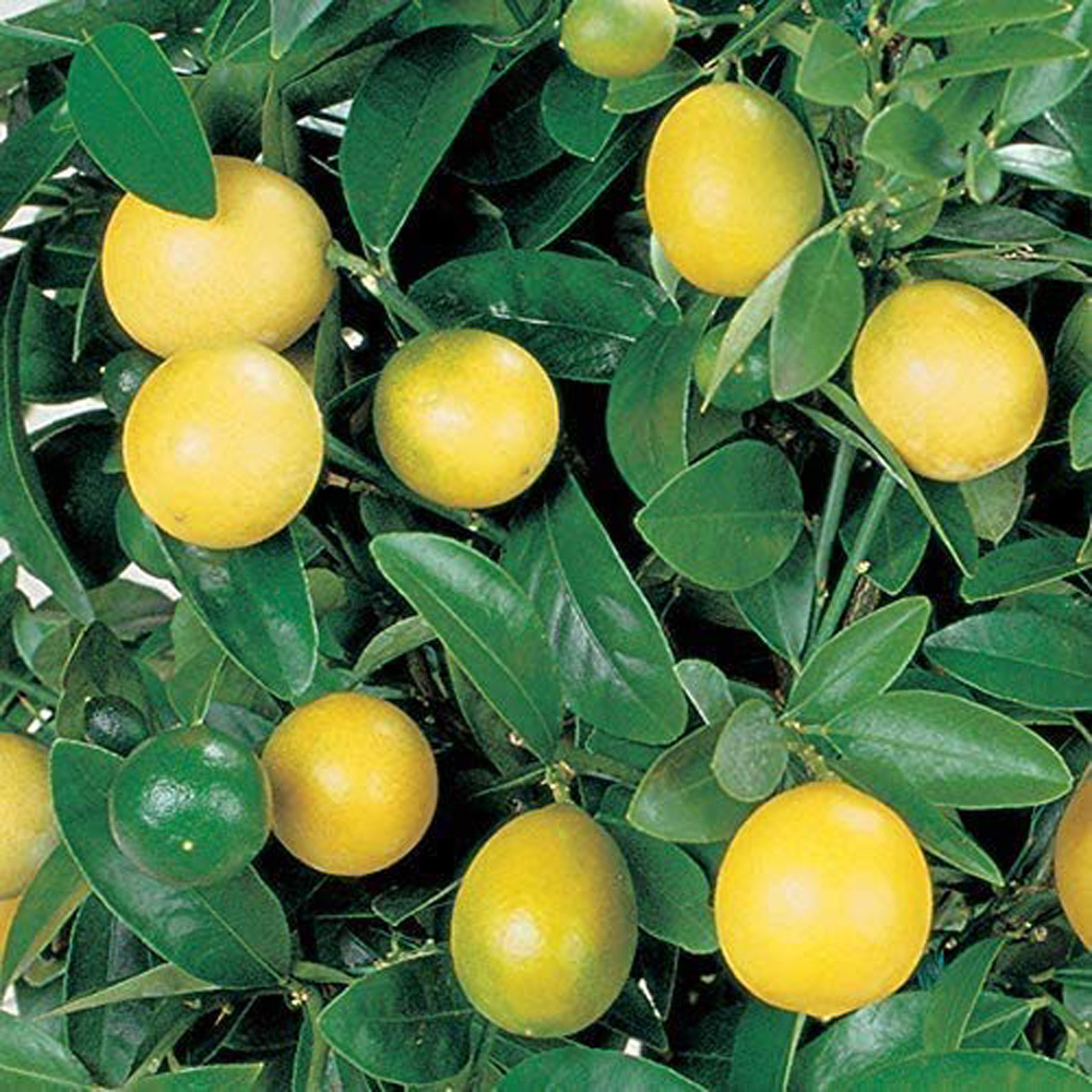 Thompson and Morgan Citrus Lemon Tree Potted Plant 9cm 3 Pack Image 3