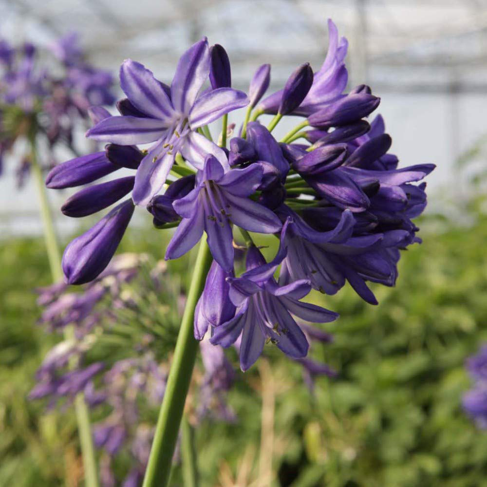 Thompson and Morgan Agapanthus Northern Star Plant Pot 3L 4 Pack Image 3