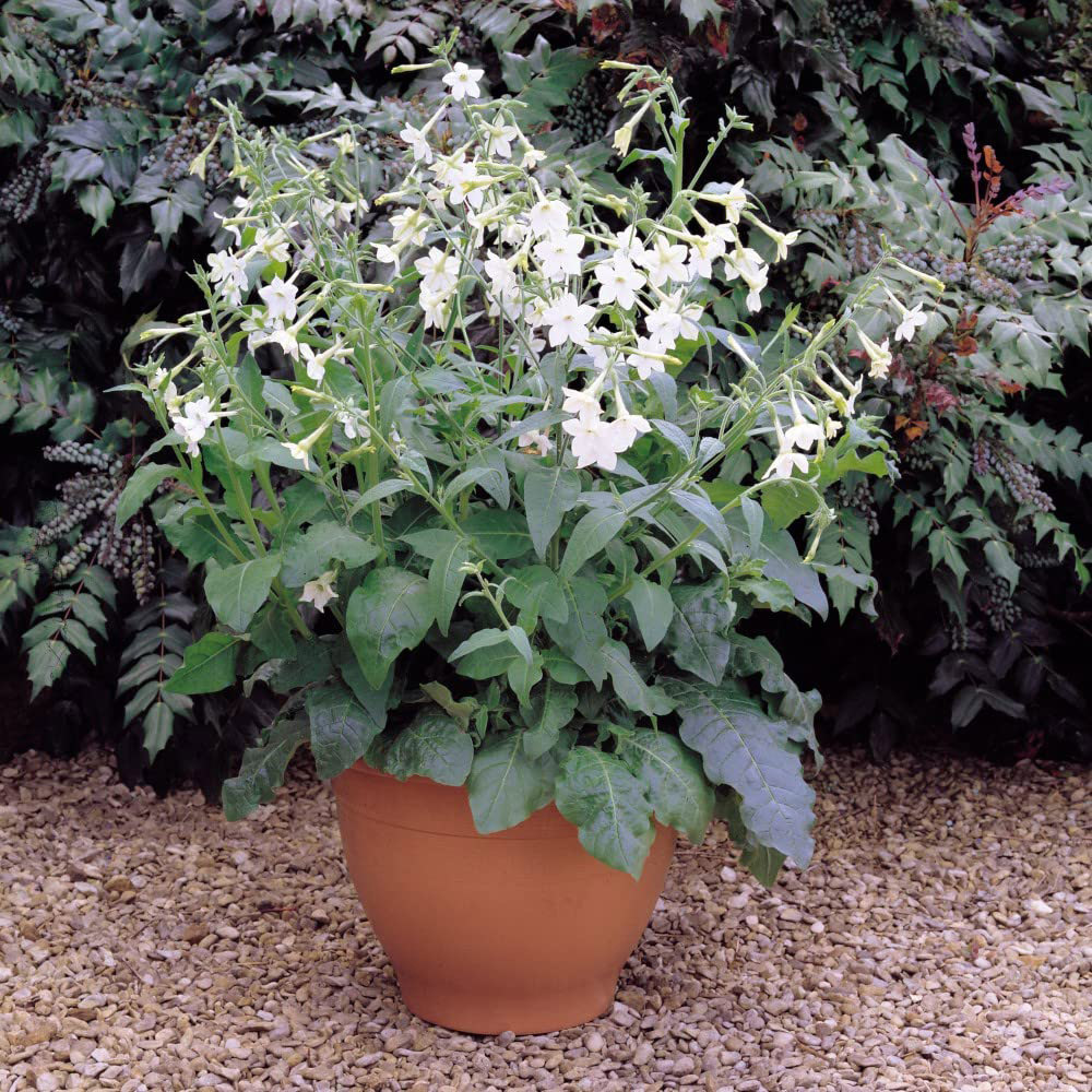 Thompson and Morgan Nicotiana Affinis Garden Ready Plant 30 Pack Image 4