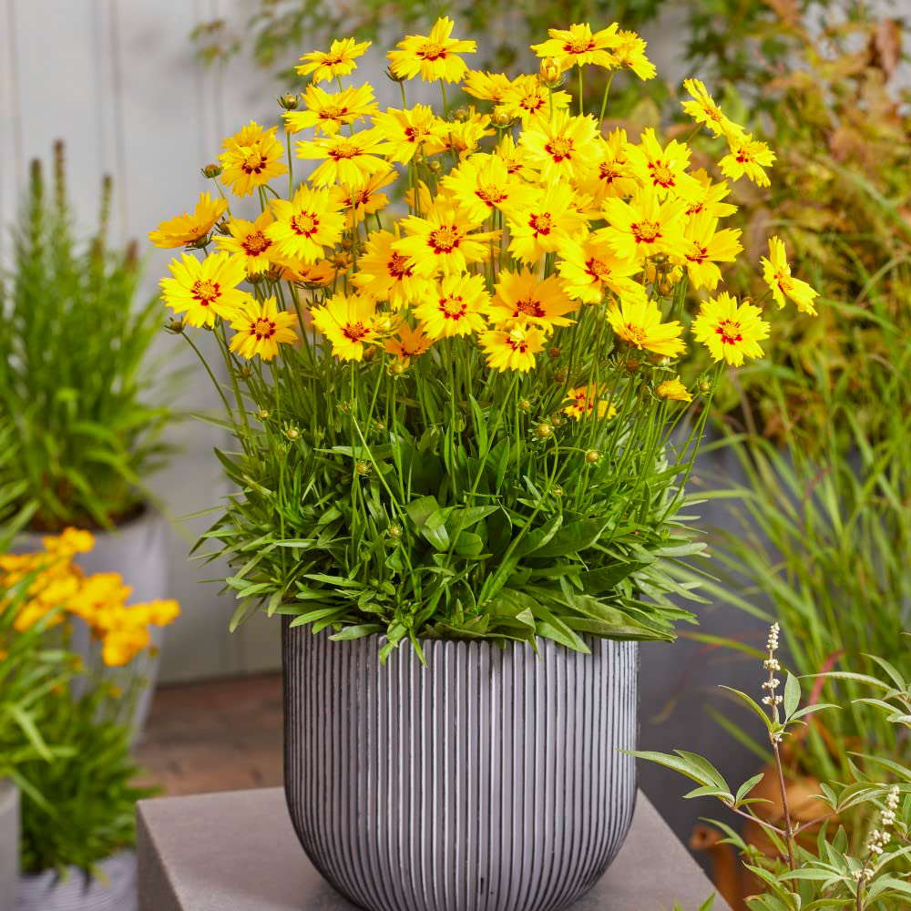 Thompson & Morgan Coreopsis Solar Jumbo Plant Plug 4 Pack Image 2