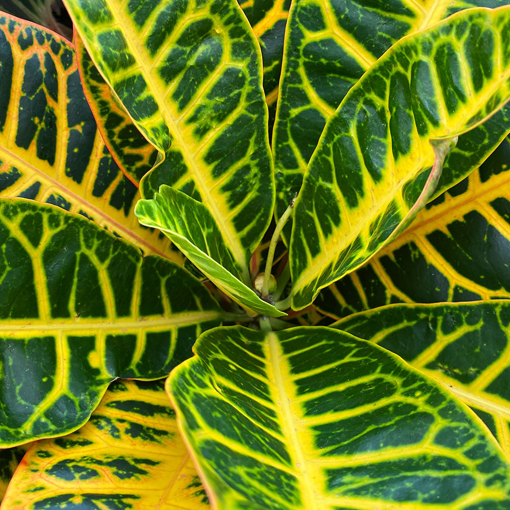 YouGarden Croton Plant with Off White Recycled Pot Cover 12cm Image 3