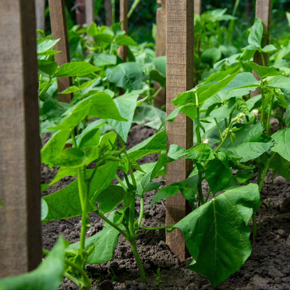 Inspirational Gifting Square Pointed Wooden Tree Stake 1.2m x 32mm 20 Pack Image 4