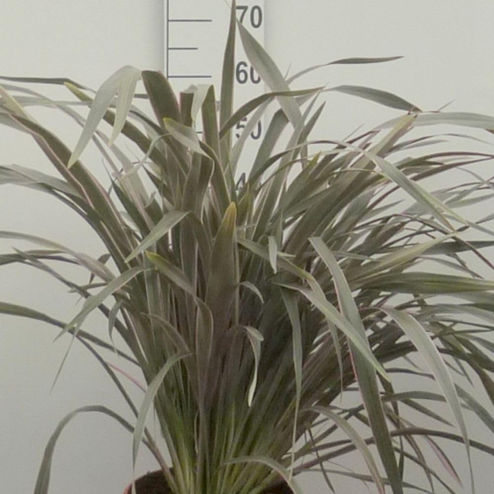 Thompson and Morgan Phormium Tenax Pink Stripe Plant Pot 9cm 3 Pack Image 2