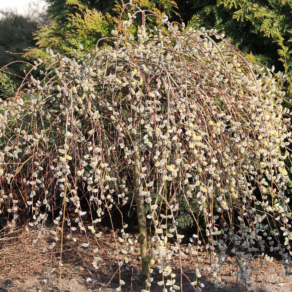 Thompson and Morgan Salix Caprea Kilmarnock Plant Pot 5L Image 3