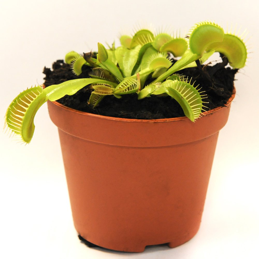 Thompson & Morgan Dionaea Muscipula Venus Fly Trap Potted Plant Image 4