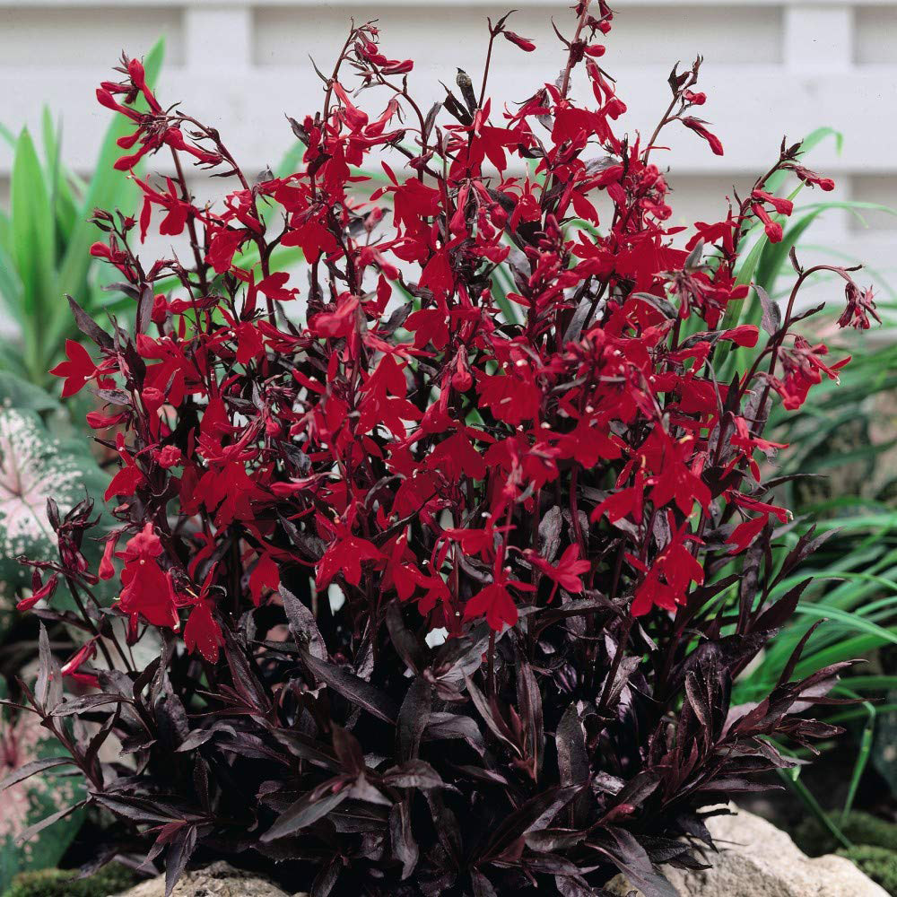 Thompson and Morgan Lobelia Queen Victoria Garden Ready Plant 15 Pack Image 1