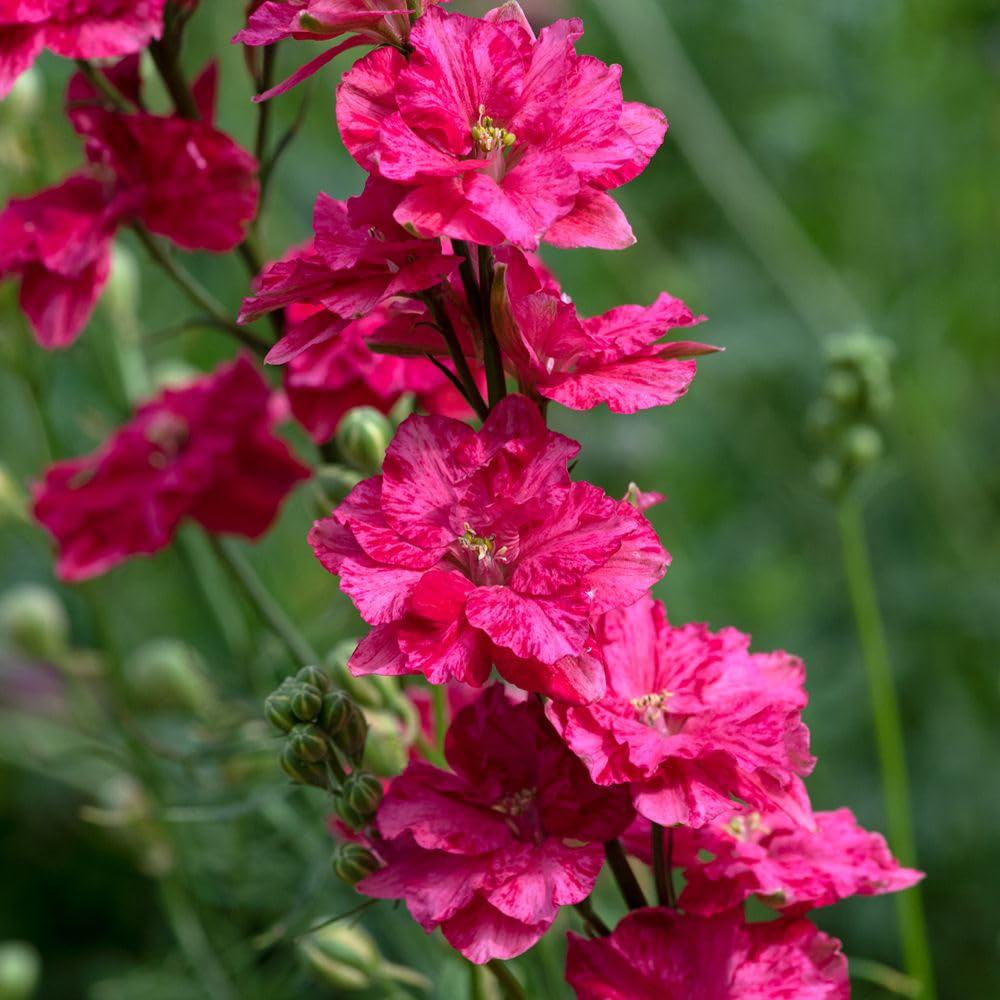 Thompson and Morgan King Size Scarlet Plant Plug 12 Pack Image 3