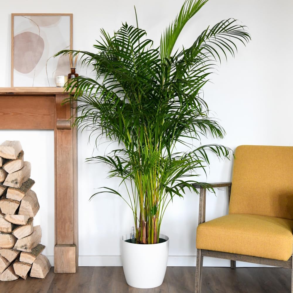 Thompson and Morgan Areca Dypsis Palm Tree Golden Cane Palm Plant Pot 9cm Image 3