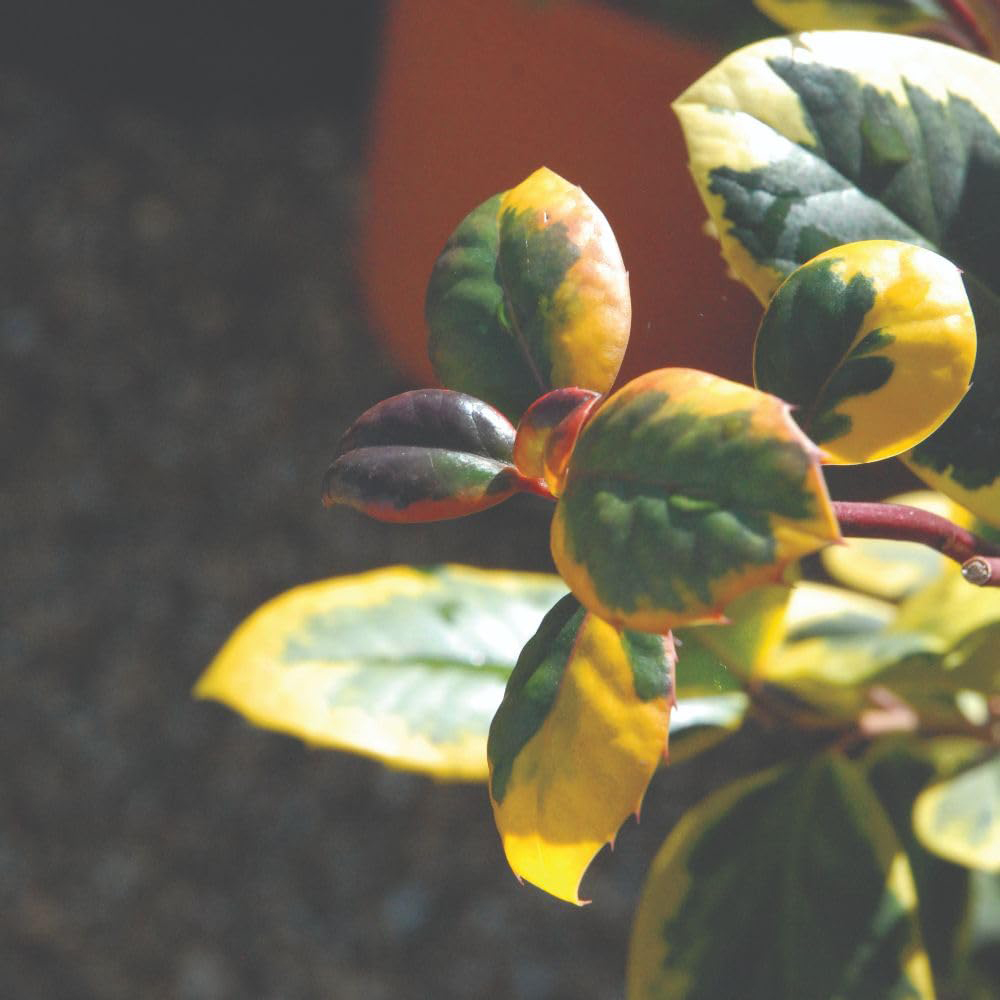 Thompson and Morgan Ilex Holly Altaclerensis Golden King Plant in Pot 35L Image 3