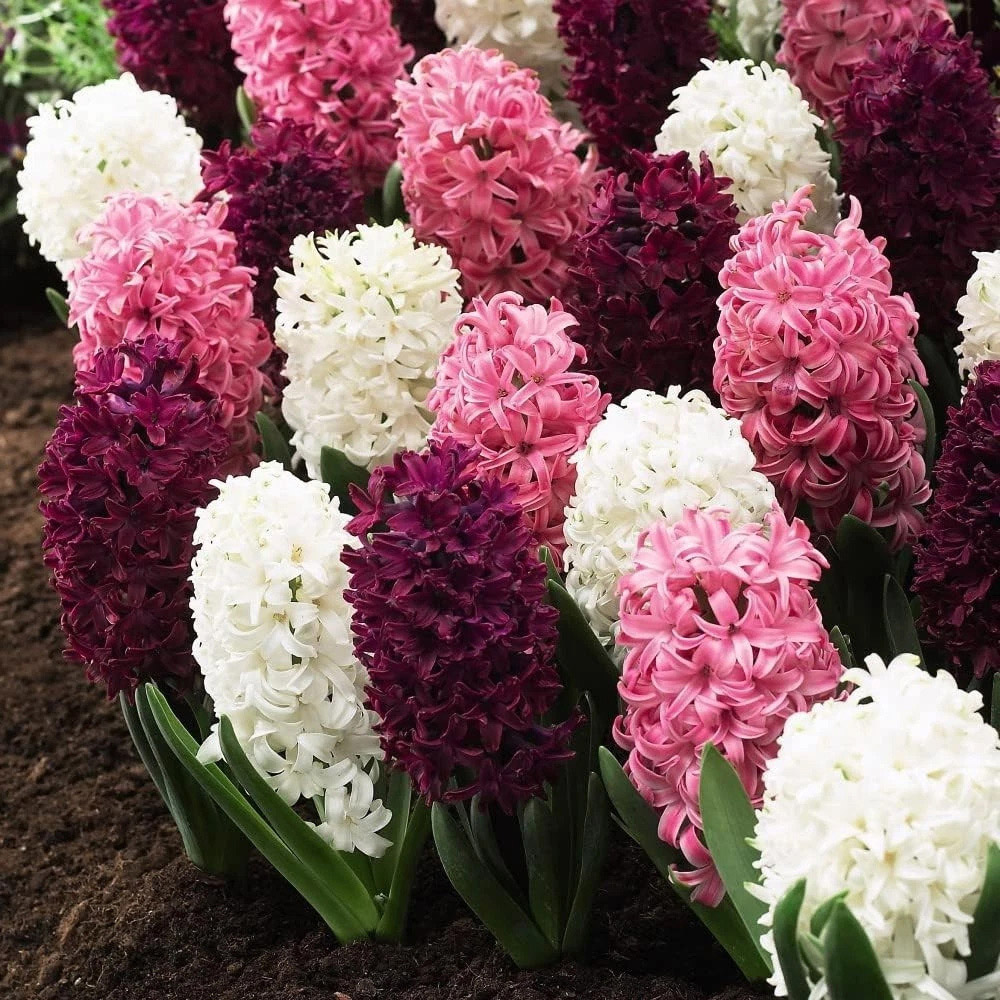 Thompson and Morgan Hyacinth Pretty in Pink Autumn Planting Bulb 32 Pack Image 4