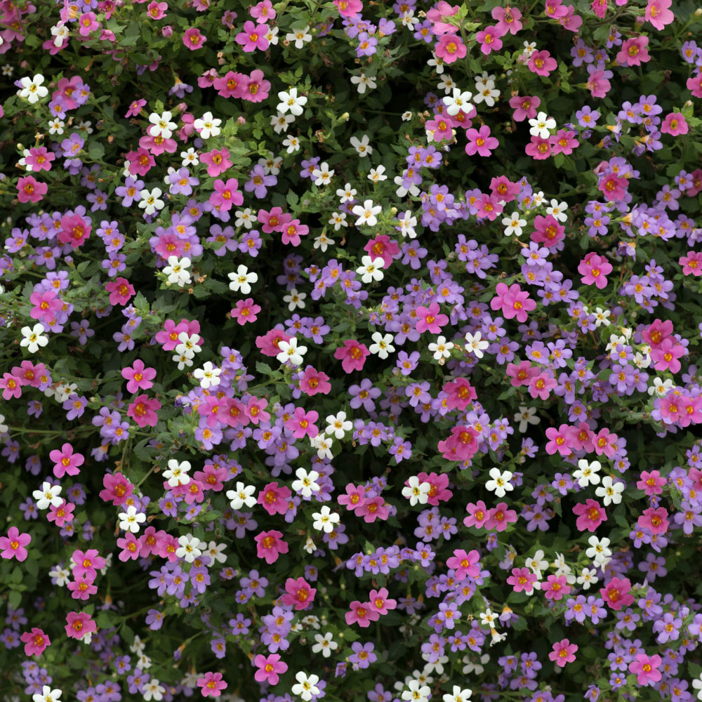 Thompson and Morgan Bacopa Topia Mixed Garden Ready Plant 15 Pack Image 1