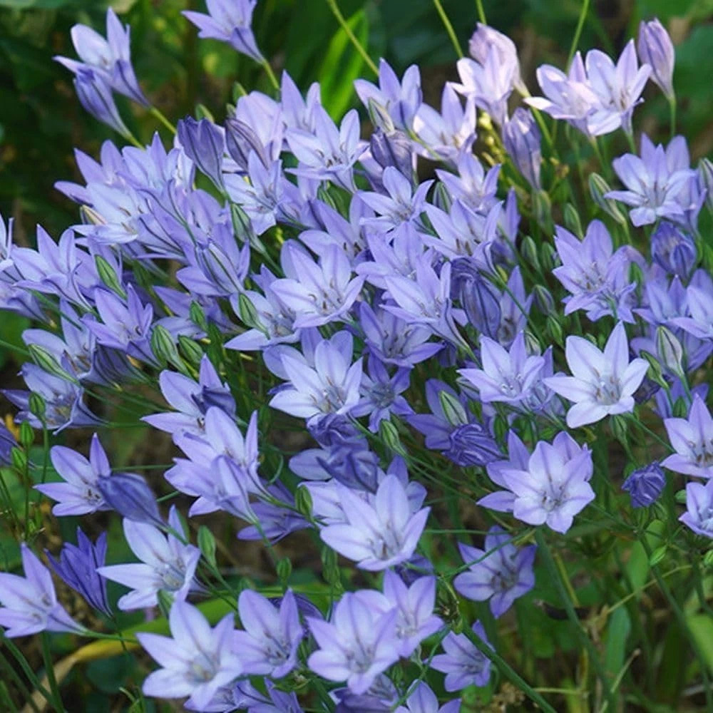 Thompson and Morgan Harmony Collection Spring Planting Bulb 300 Pack Image 3